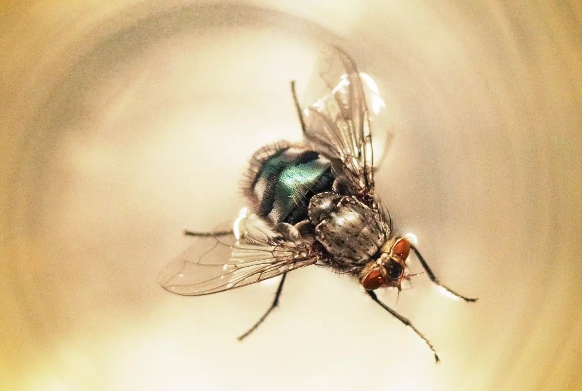 Can we consume a beverage if a fly accidentally lands in it? 2