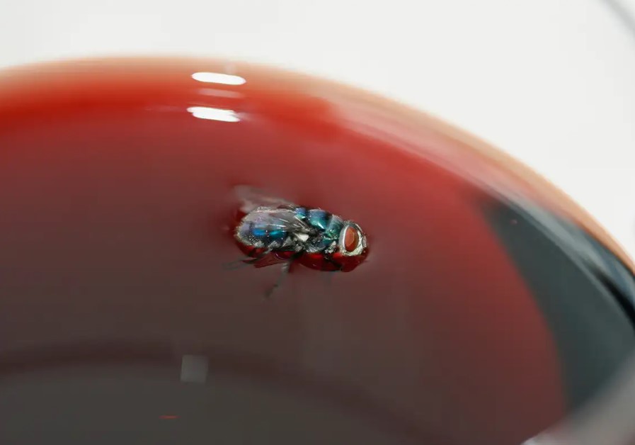 Drinking wine can be fortunate if a fly accidentally lands in it. Image Credit: Getty