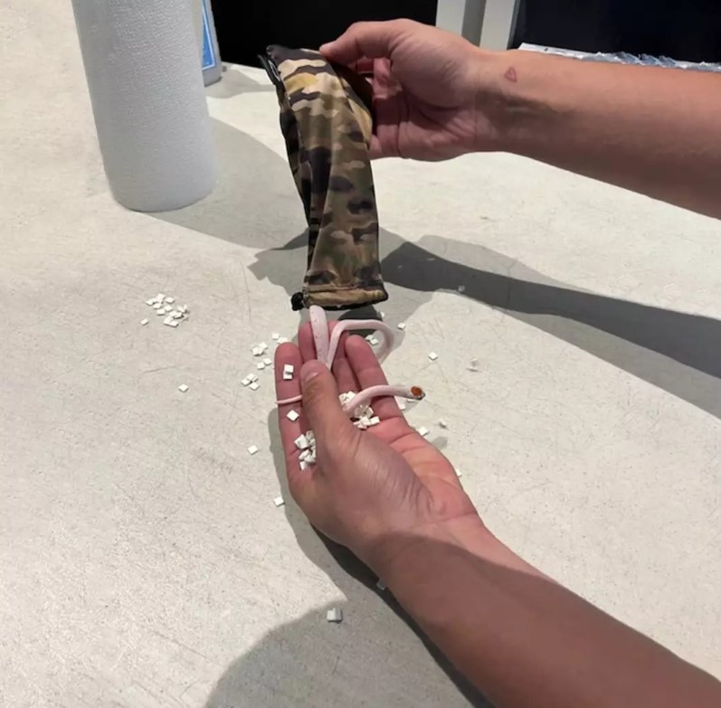 Snakes found in bag without air holes go viral on social media. Image Credit: Jam Press