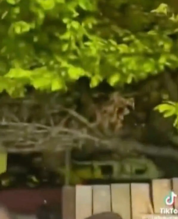 Forensic expert confirms Las Vegas family’s backyard alien video is real with two beings 2