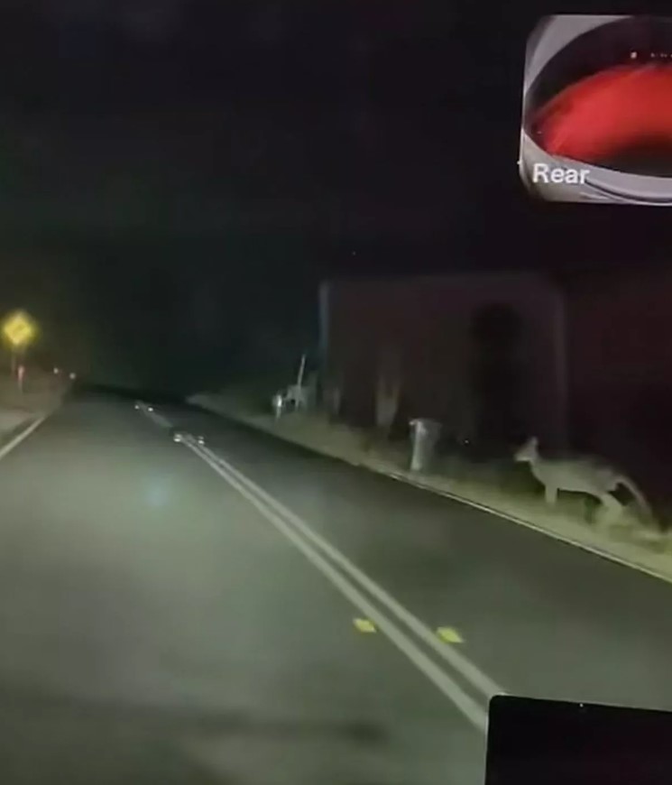 Tesla driver hit by kangaroo faces big Bill despite no car damage 1