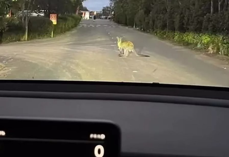 Tesla driver hit by kangaroo faces big Bill despite no car damage 2