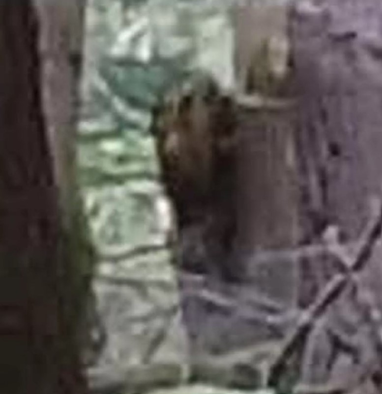 People baffled as the 'Bigfoot' sighting caught on a viral video 6