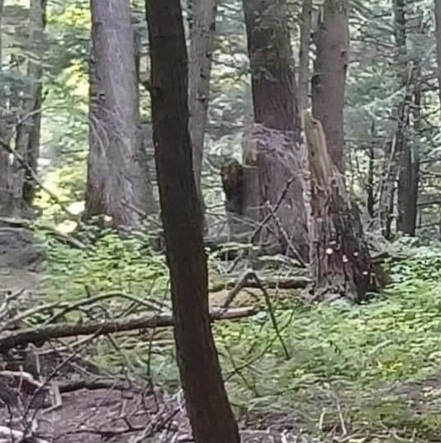 People baffled as the 'Bigfoot' sighting caught on a viral video 5