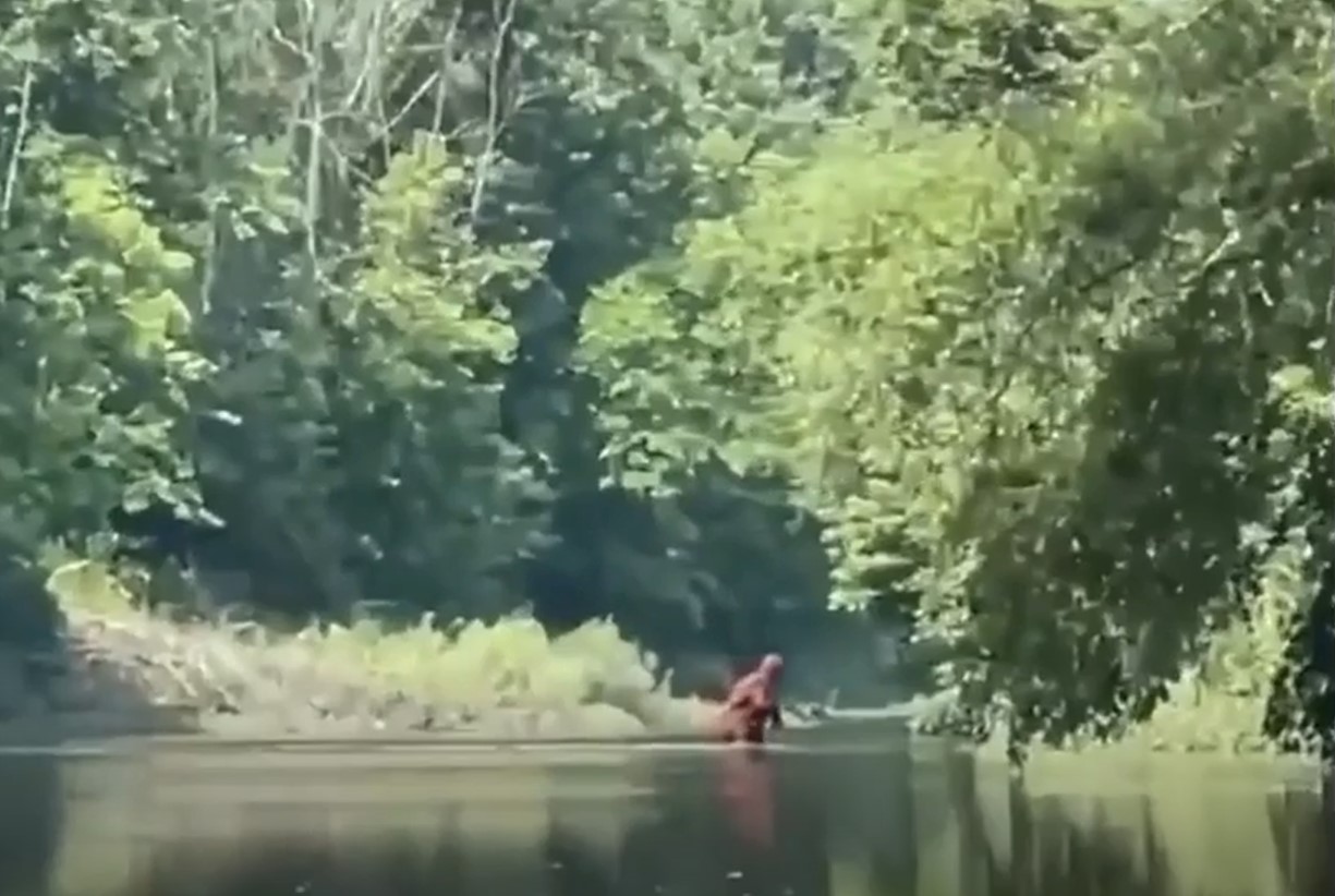 People baffled as the 'Bigfoot' sighting caught on a viral video 1