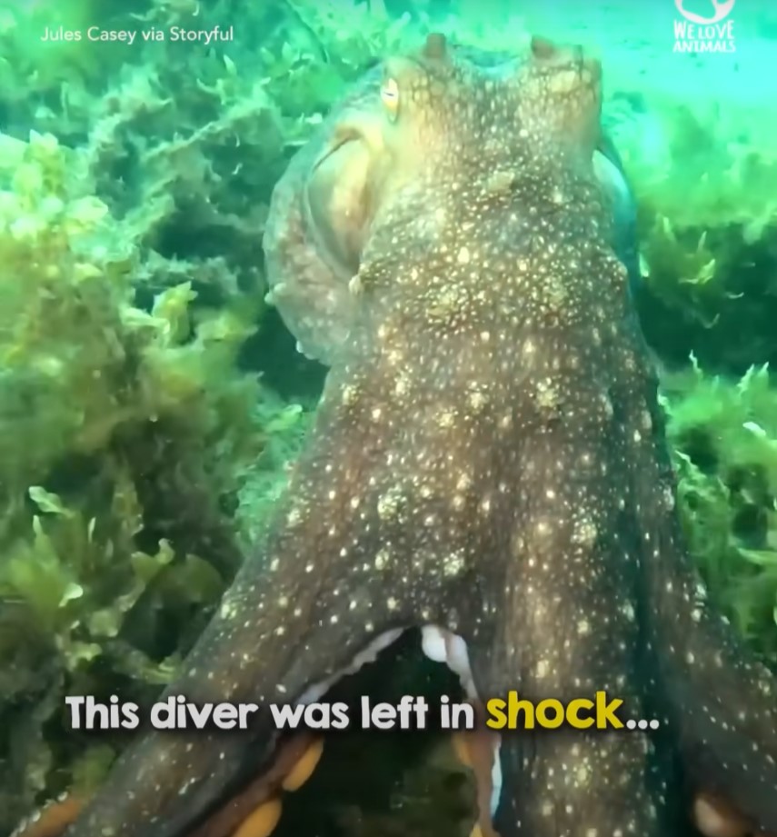 Octopus surprises Jules by holding her hand, and guiding her in an unconventional direction underwater. Image Credit: Jules Casey via Storyful