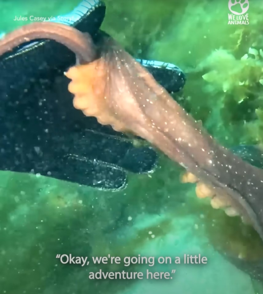 Freediver Jules Casey amazed as octopus guides her underwater, holding her hand repeatedly. Image Credit: Jules Casey via Storyful