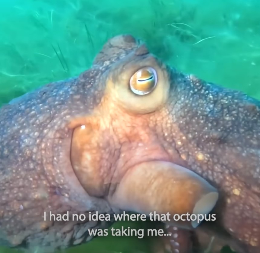 Jules, aka OneBreathDiver, amazed as octopus guides her in unknown direction.Image Credit: Jules Casey via Storyful