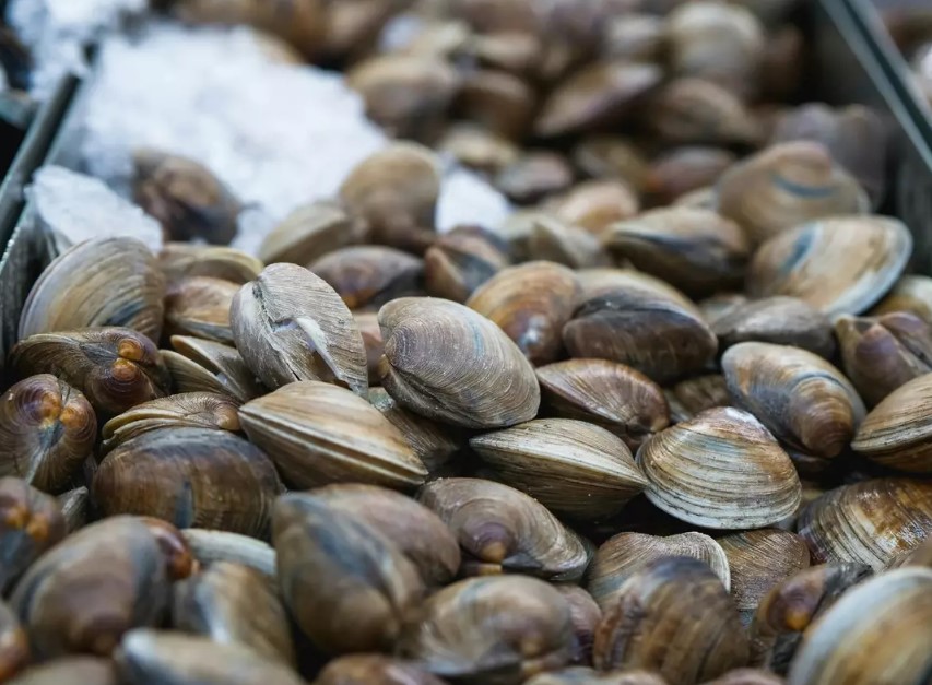 Mom fined $88K as kids mistakenly collected 72 clams after mistaking them for seashells 7
