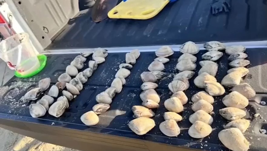 Mom fined $88K as kids mistakenly collected 72 clams after mistaking them for seashells 5