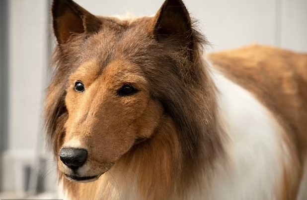 Man spends $20K to transform into a dog now wants to become another animal 4