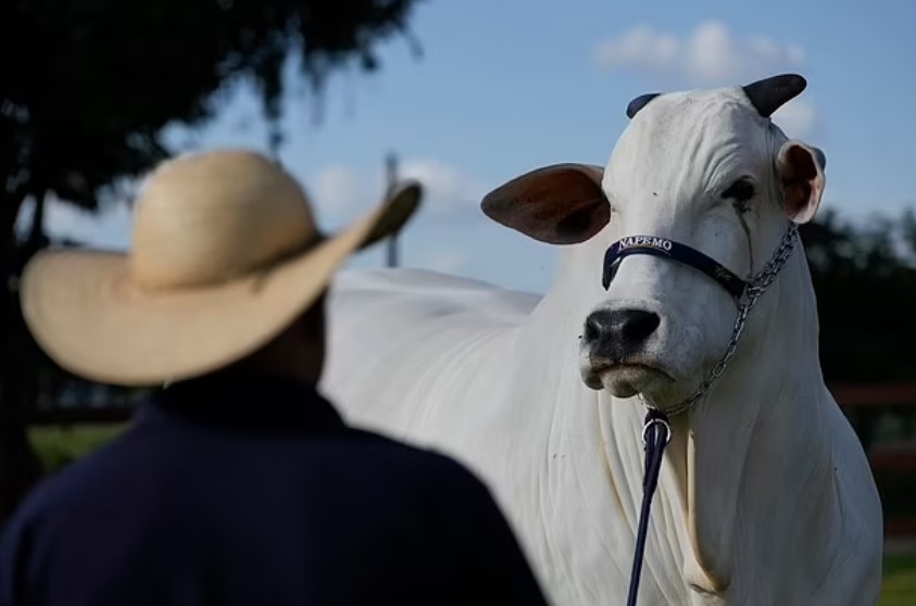 The price of this unique cow differs greatly from regular cows bred for meat or milk. Image Credit: AP