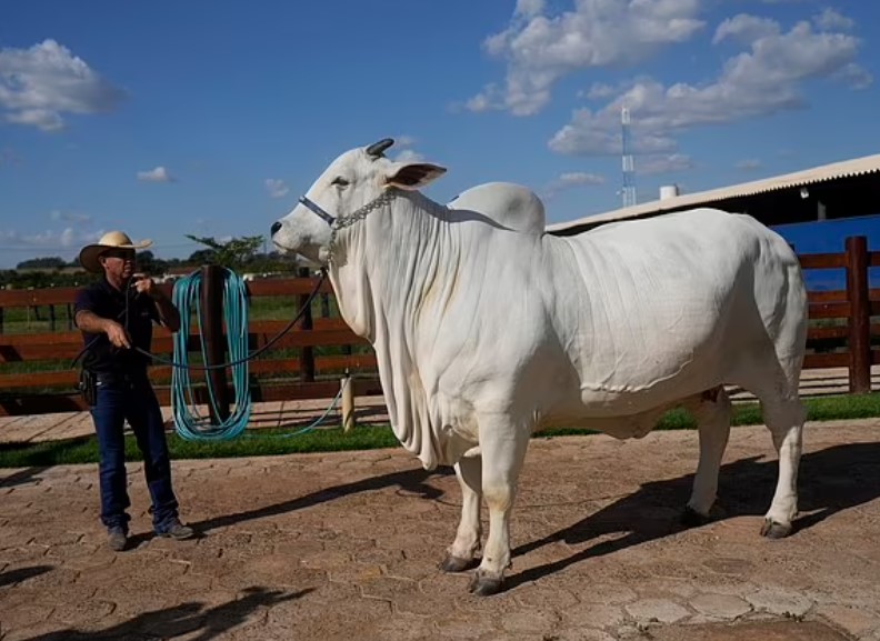 Breeders pay $250,000 for Viatina-19 FIV Mara Movéis' eggs. She is considered a near-perfect example in the industry. Image Credit: AP