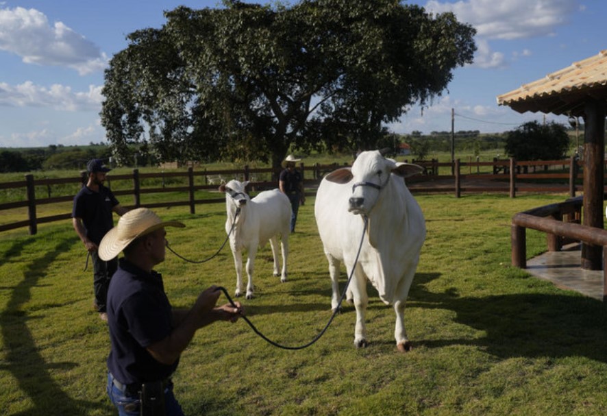 Brazil boasts this prized cow as part of its thriving cattle industry and global beef export dominance. Image Credit: AP