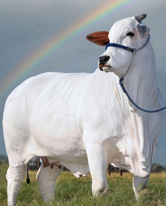 Viatina-19 FIV Mara Movéis is the world's costliest cow. Image Credit: AP