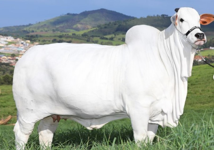 A cow sold for a record $4.2 million, becoming the world's priciest. Image Credit: AP