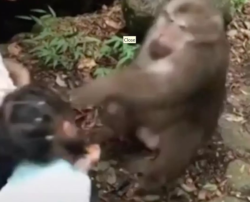 Little girl being punched in face by an angry monkey after taunting him with food 3