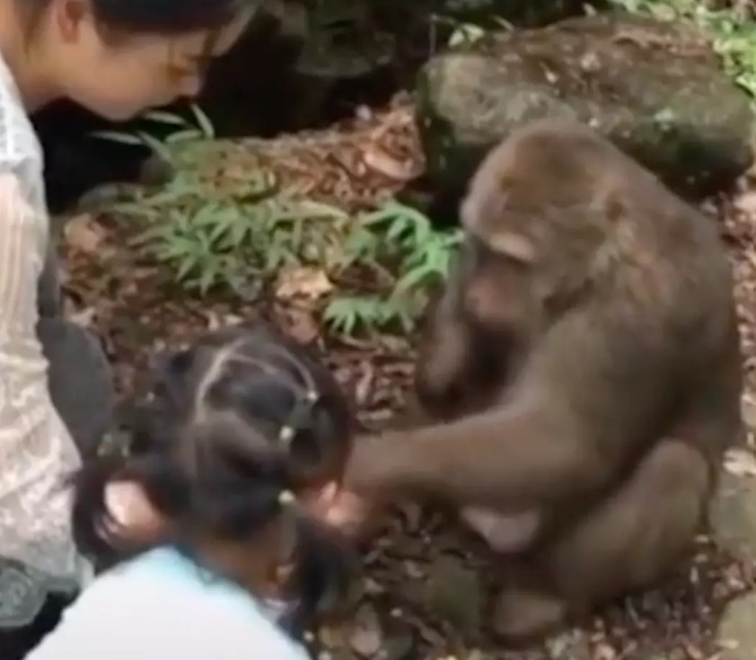 Little girl being punched in face by an angry monkey after taunting him with food 2