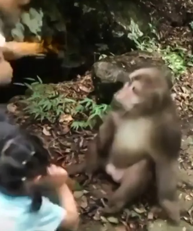 Little girl being punched in face by an angry monkey after taunting him with food 4