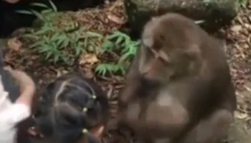 Little girl being punched in face by an angry monkey after taunting him with food 1