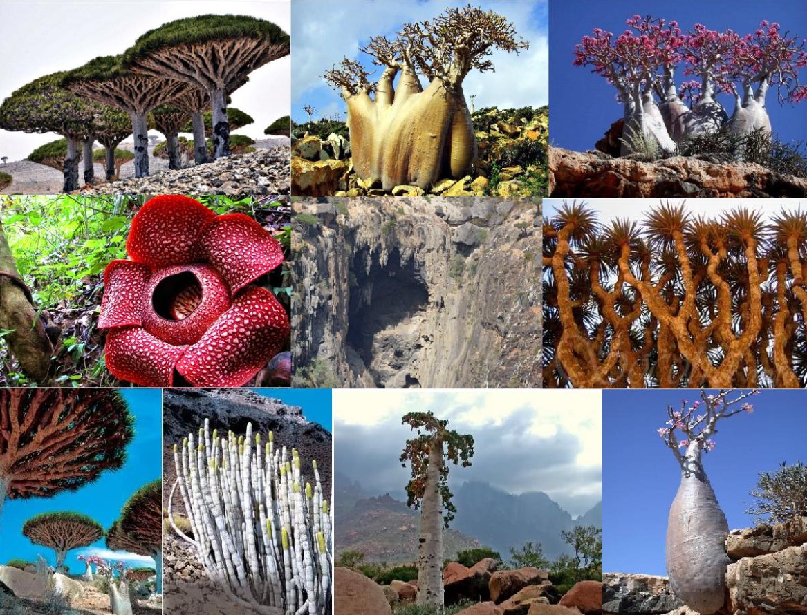 'Most alien-looking place' features peculiar plants and animals found nowhere else on Earth 5