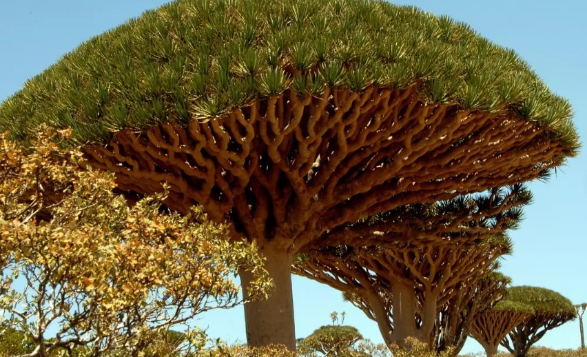'Most alien-looking place' features peculiar plants and animals found nowhere else on Earth 2