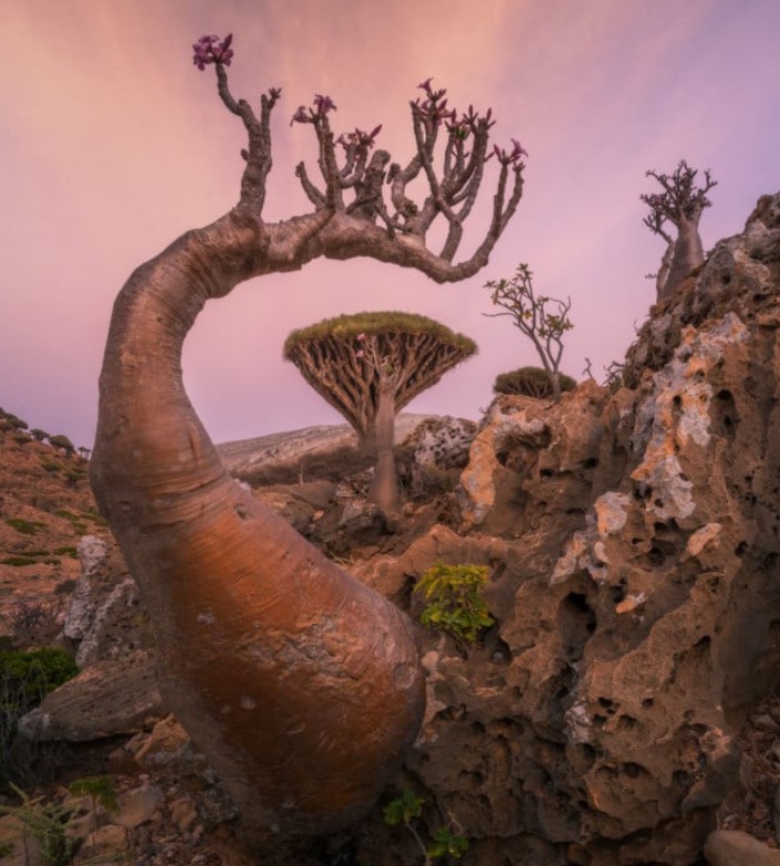 'Most alien-looking place' features peculiar plants and animals found nowhere else on Earth 3