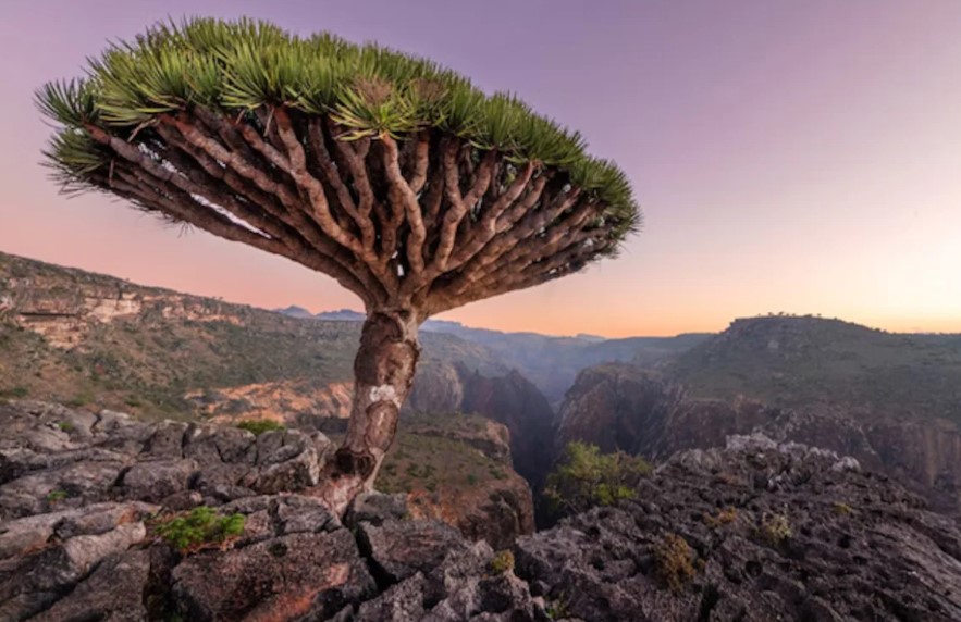 'Most alien-looking place' features peculiar plants and animals found nowhere else on Earth 1