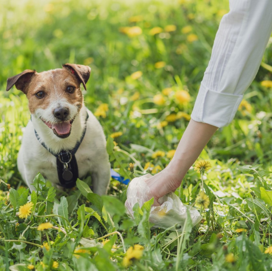Authorities plan to use dog DNA to track down owners who don't clean up their pet's poop 4