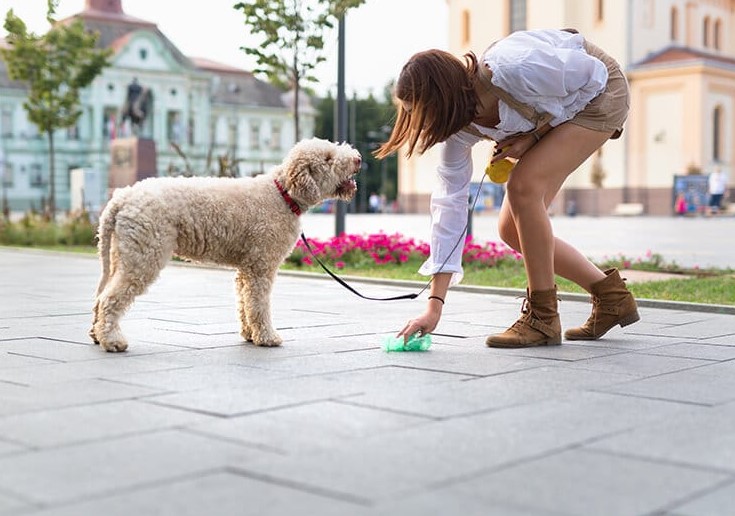 Authorities plan to use dog DNA to track down owners who don't clean up their pet's poop 3