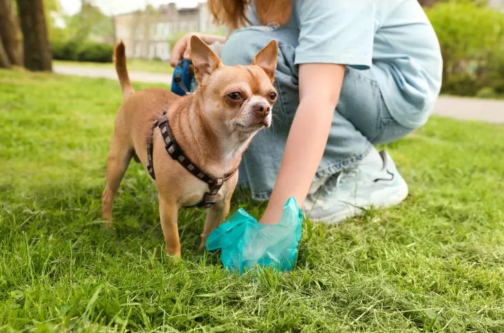 Authorities plan to use dog DNA to track down owners who don't clean up their pet's poop 1