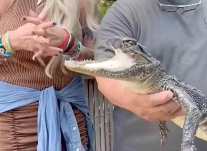 Florida alligator survives despite missing half of upper jaw, baffling online users about how it alive 1