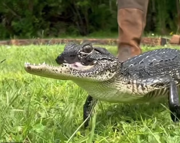 Florida alligator survives despite missing half of upper jaw, baffling online users about how it alive 6