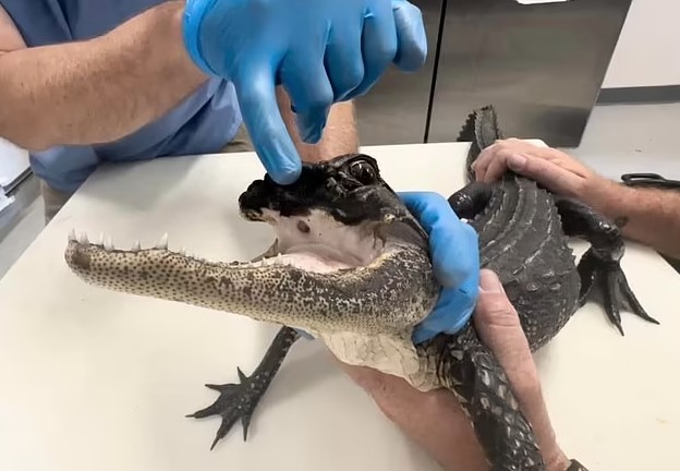 Florida alligator survives despite missing half of upper jaw, baffling online users about how it alive 5