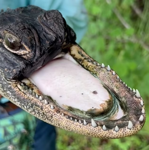 Florida alligator survives despite missing half of upper jaw, baffling online users about how it alive 4