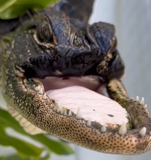Florida alligator survives despite missing half of upper jaw, baffling online users about how it alive 3