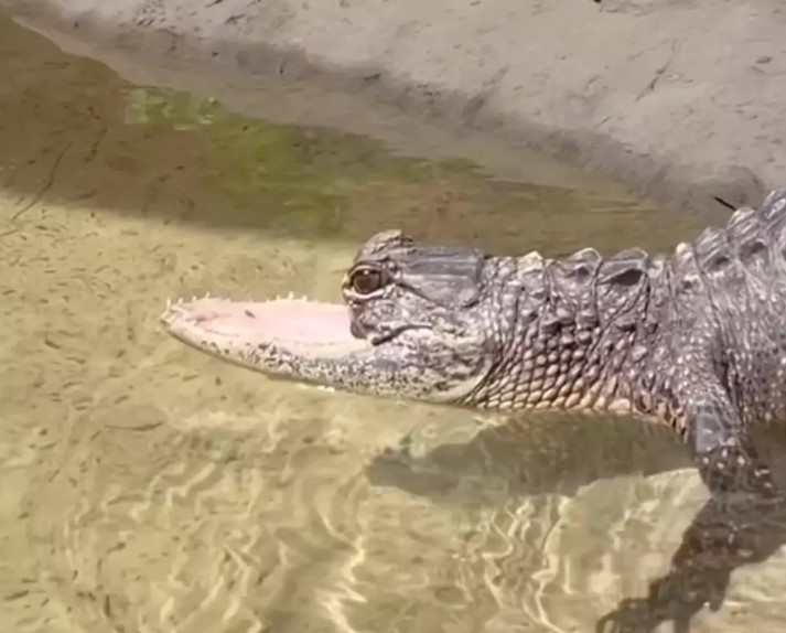 Florida alligator survives despite missing half of upper jaw, baffling online users about how it alive 2