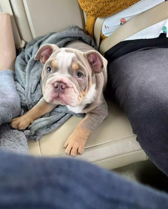 Dog owner escapes from amputation after bulldog puppy chews his toe 1