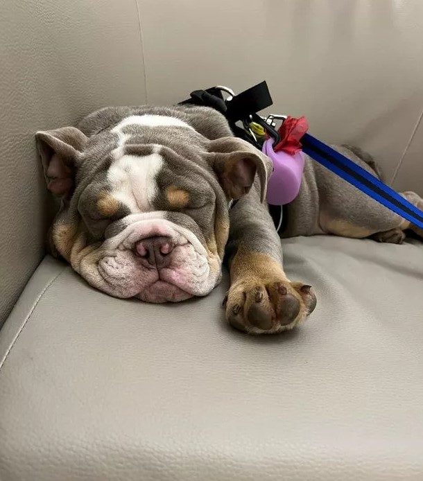 Dog owner escapes from amputation after bulldog puppy chews his toe 4