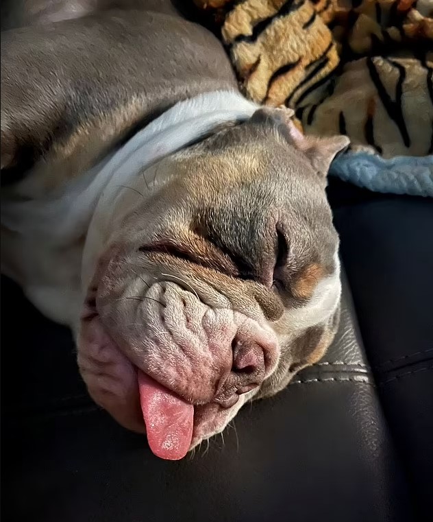 Dog owner escapes from amputation after bulldog puppy chews his toe 5
