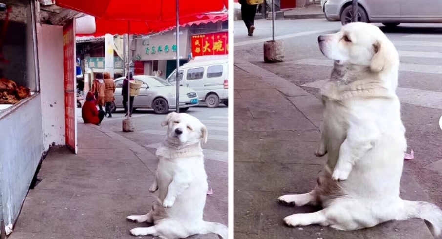 Image Credit: © littlechinagirll/imgur