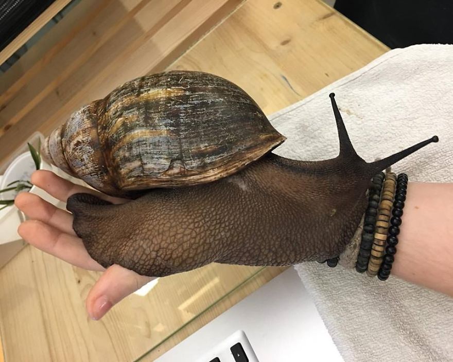 The largest snail on earth: unraveling the mysteries 1