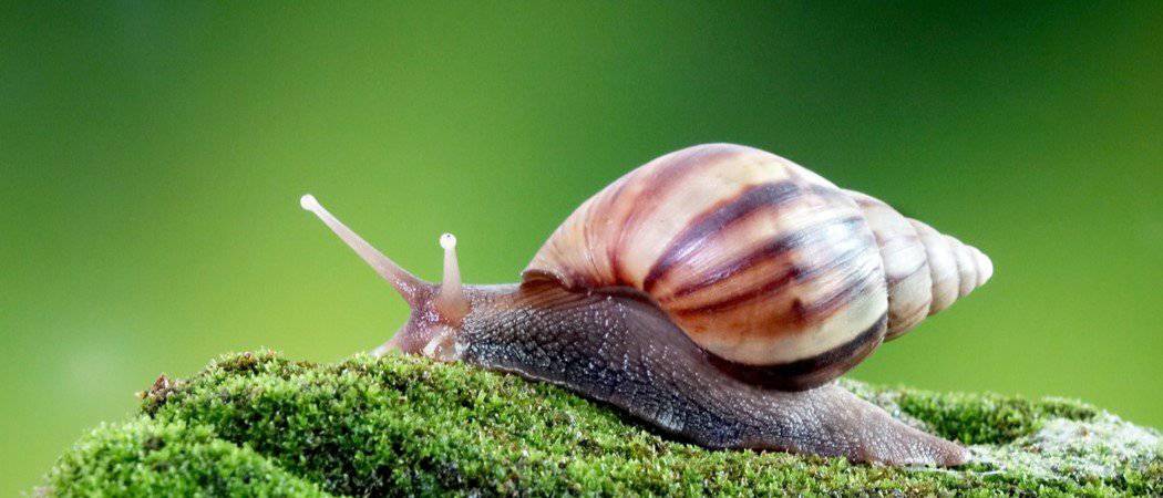 The largest snail on earth: unraveling the mysteries 4