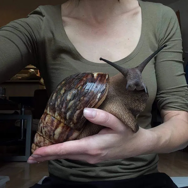 The largest snail on earth: unraveling the mysteries 3