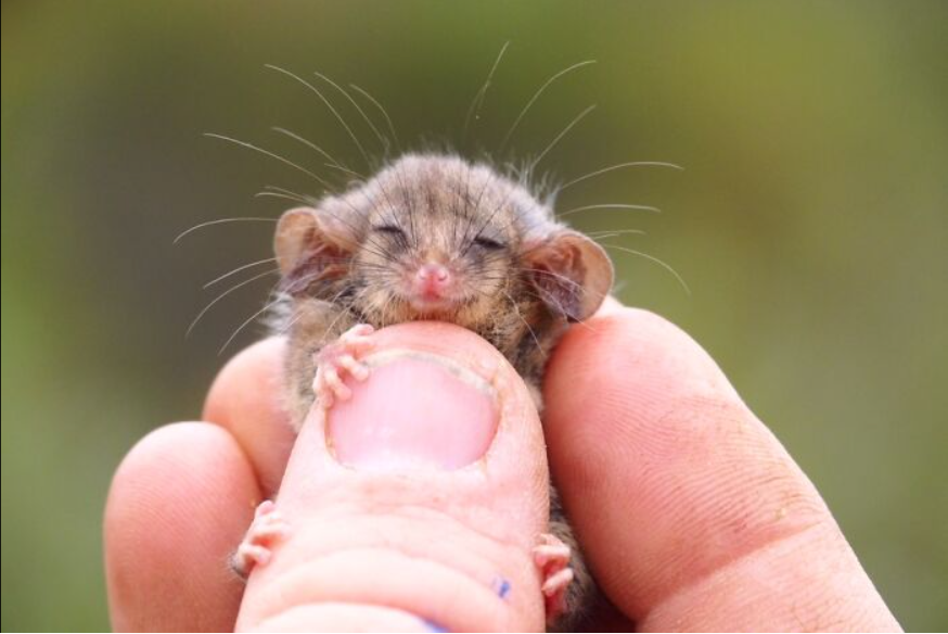 From the brink of destruction: the resurgence of the pygmy possum on Kangaroo Island 1