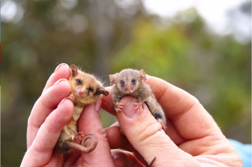 From the brink of destruction: the resurgence of the pygmy possum on Kangaroo Island 2