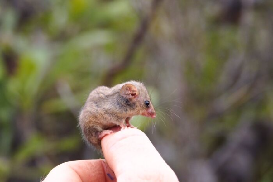 From the brink of destruction: the resurgence of the pygmy possum on Kangaroo Island 3