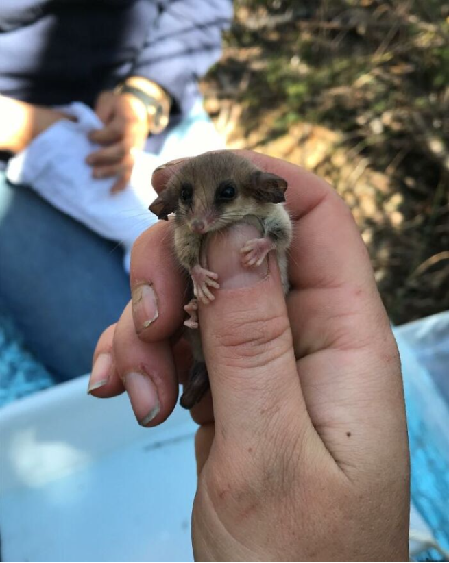 From the brink of destruction: the resurgence of the pygmy possum on Kangaroo Island 4