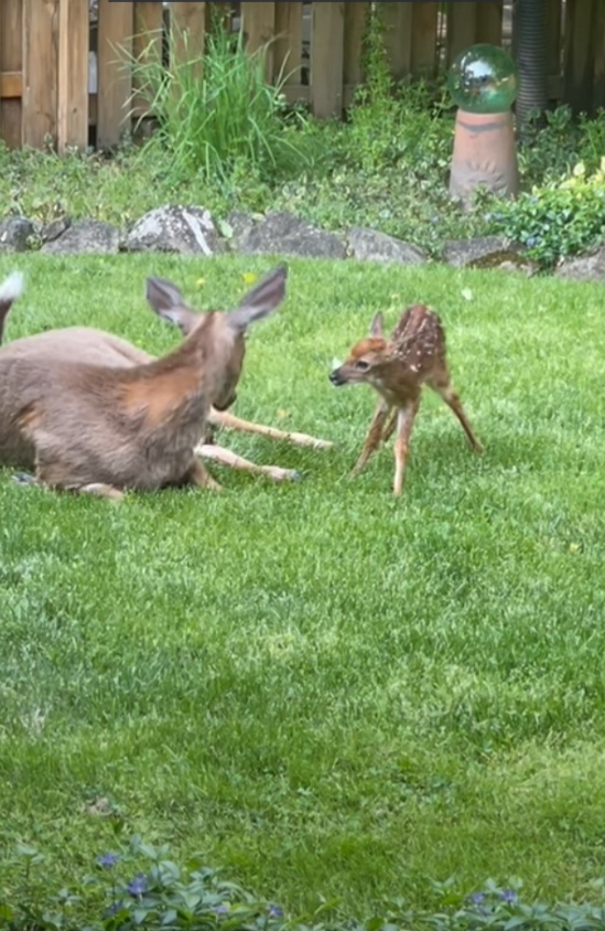 A deer's extraordinary journey of triplets unveiled in an Gabe Spiegel's backyard 1