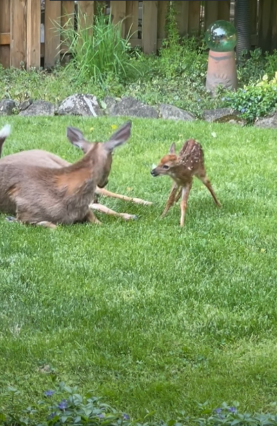 Ruby-gave-birth-to-a-brand-new-baby-fawn